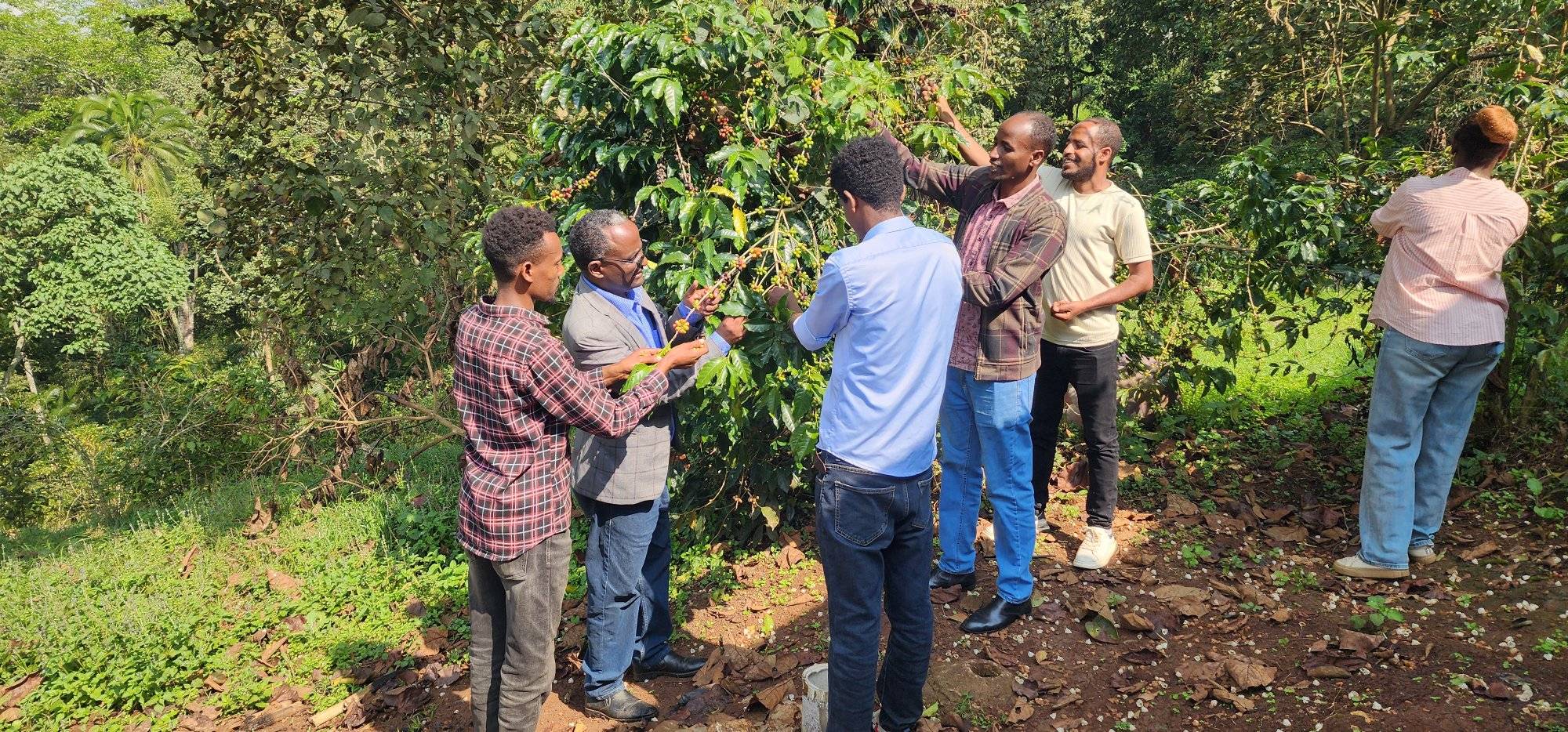 Bonga University Staff Collect High-Quality Coffee Products for Research
